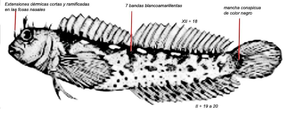 Parablennius zvonimiri_01.jpg